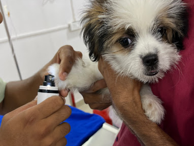 dog clinic 24 hours near me